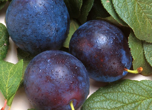 plums1