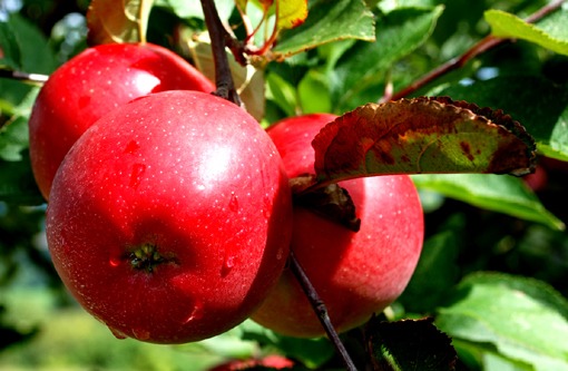 red_apples654a