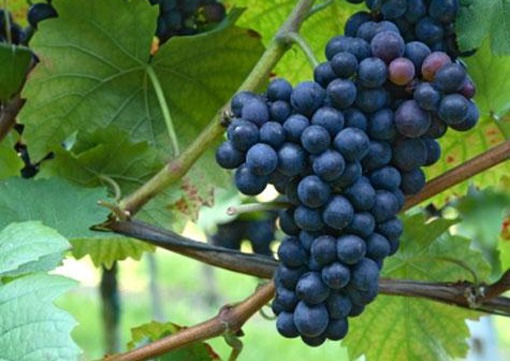 slideshow-grapes_476x357a