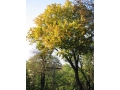jesień w ogrodzie botanicznym