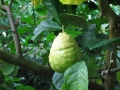 jesień w ogrodzie botanicznym