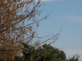jesień w ogrodzie botanicznym