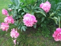 peonie