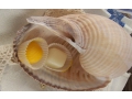 Pralinki do ciała i do kąpieli. Do nawilżania i natłuszczania skóry suchej i dojrzałej. Cena: 7,00 zł/20 g (2 szt.). http://brocante.pl/sklep/szczegoly/produkt/5467-pralinki-do-ciala-i-do-kapieli