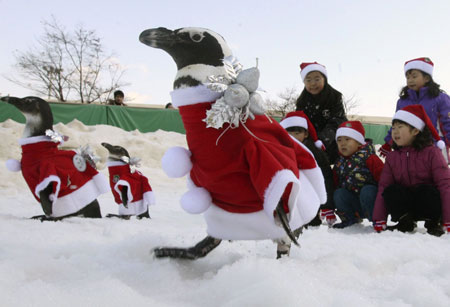 penguins-dressed-as-santa-claus