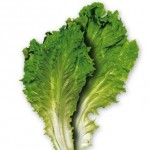 escarole