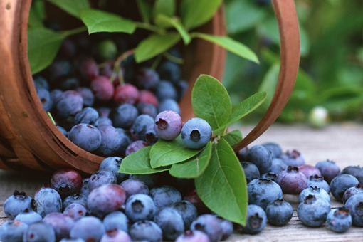 bilberry-fruit1