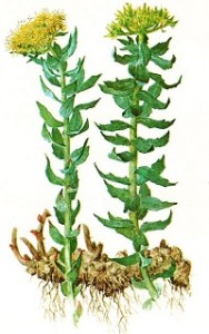 rhodolia-plant