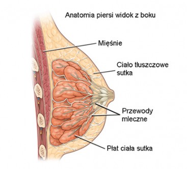 anatomia_piersi_przekroj