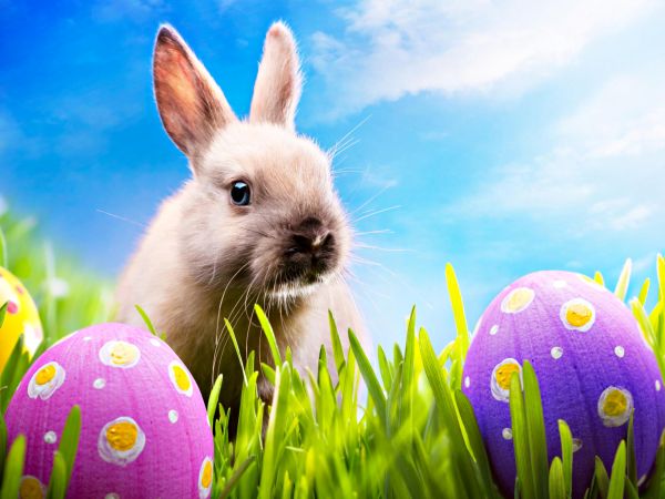 Happy-Easter-happy-easter-all-my-fans-30389589-2560-1920