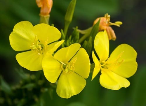 Evening-Primrose