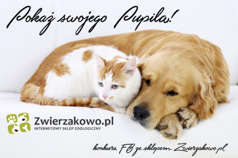 Friendship of dog and cat- resting together, lying on white sofa.