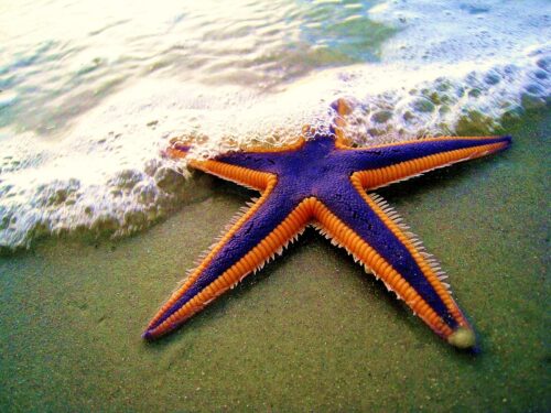 royal_starfish_-astropecten_articulatus-_on_the_beach