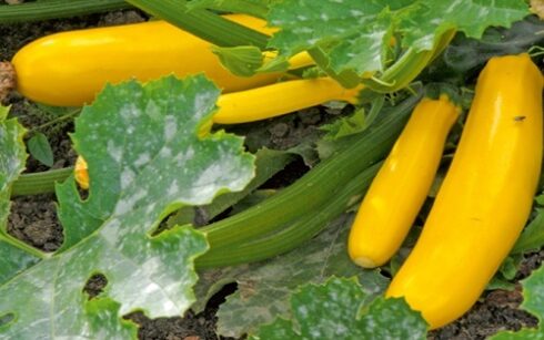 yellow courgette