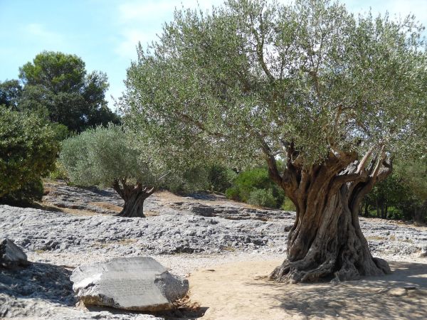 drzewo-oliwne