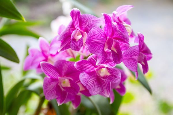 orchid-1594602_960_720