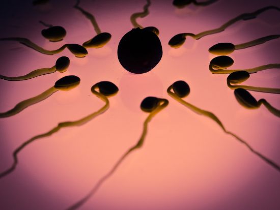 sperm-956482_1280-1