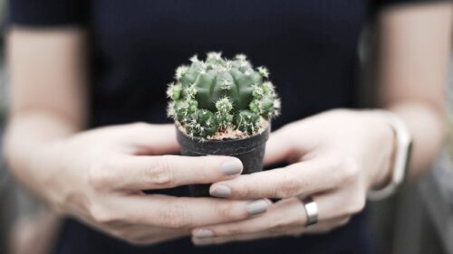 kaktus w kosmetyce