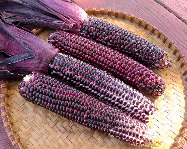 fioletowa kukurydza