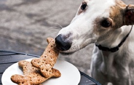 Przekąski i ciastka dla psów - domowe przepisy na zdrowe psie smakołyki