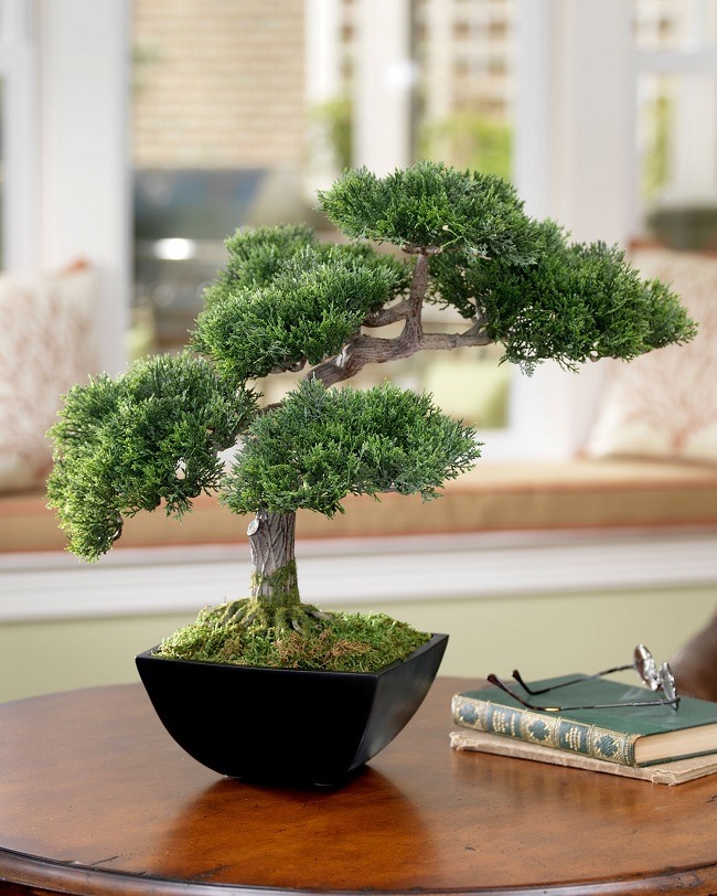 Jak pielgnowa drzewko bonsai - UrodaiZdrowie.pl portal o zdrowiu i urodzie