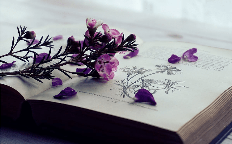 książka i kwiaty
