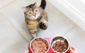 Jak wybrać suchą karmę dla kota, by w pełni zadbać o jego zdrowie?