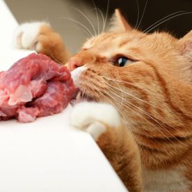 Kochasz swojego kota? Podawaj mu surowe mięso