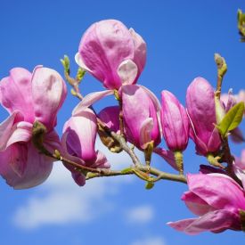 Kwiaty magnolii stosuj w swojej kuchni. Zrób pyszną i zdrową herbatę