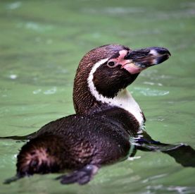 Dzień pingwina: Nowi mieszkańcy płockiego zoo pod skrzydłami Akademii N69!