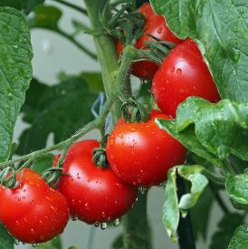 Zapewnij to rozsadzie pomidorów, a nie nadążysz zbierać owoców