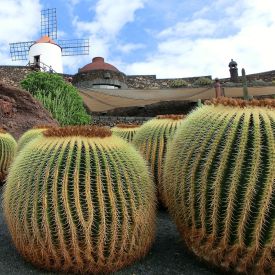 Wyspa Lanzarote. Tropikalna oaza niesamowitości