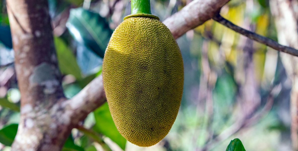 Jackfruit