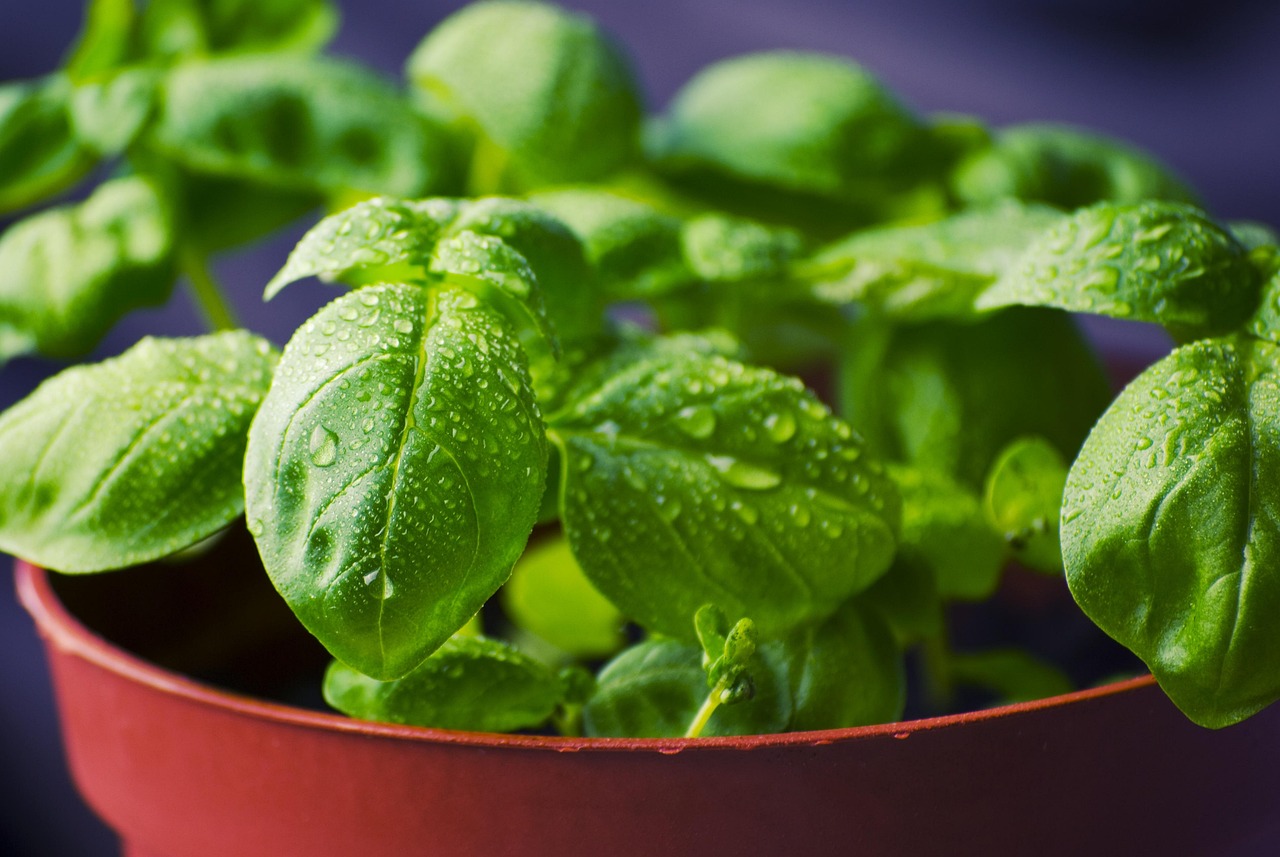 Nasiona bazylii superfoods w kuchni. Skarbnica odżywczych wartości