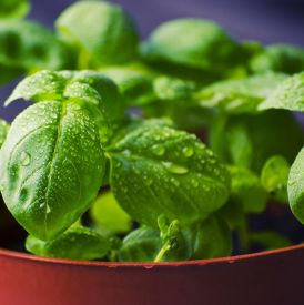 Nasiona bazylii superfoods w kuchni. Skarbnica odżywczych wartości