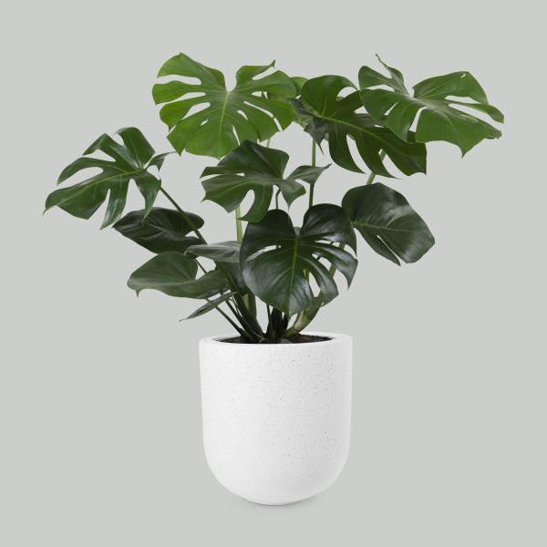 monstera