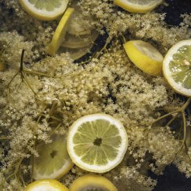 Lemoniada z czarnego bzu. Babcia mówi, że lepsza niż apteka