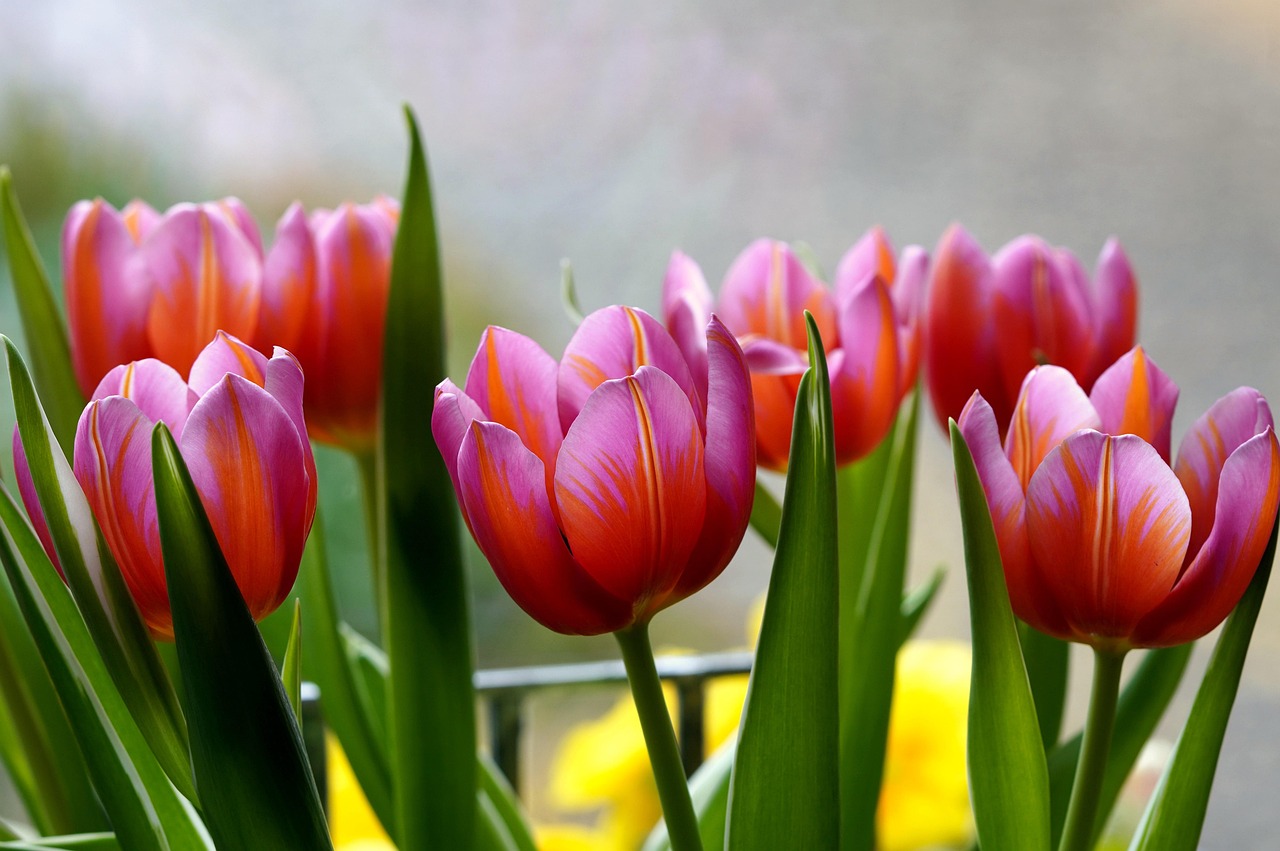 tulipany