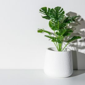 Twoja monstera żółknie? Sprawdź dolną część jej liści