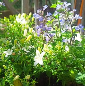 Campanula w ogrodzie – jak pielęgnować białe dzwonki, by zachwycały kwitnieniem całe lato