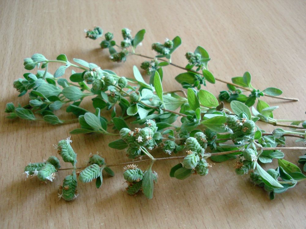 oregano