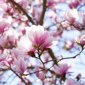 Płatki kwiatów magnolii są jadalne. Zrób z nich dżem lub konfiturę