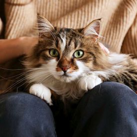 Kocie ugniatanie łapkami – co naprawdę oznacza ten uroczy gest?