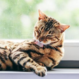 Kot jest mistrzem pielęgnacji - tajemnice kociej higieny