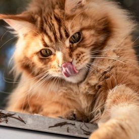 Sekretne życie kota - co robi, gdy nie patrzysz?