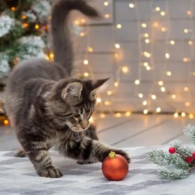 Koty i choinka - czy to dobry pomysł? Świąteczne dekoracje w domu pełnym mruczków
