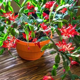 Kwiaty, które nie boją się mrozu – te rośliny kwitną nawet zimą