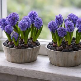 Czy hiacynty w domu mogą wywołać alergię? Sprawdź, na co uważać