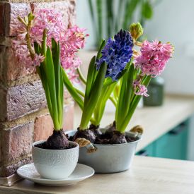 Hiacynty w domu: prosty trik, który wprowadzi wiosnę do każdej doniczki