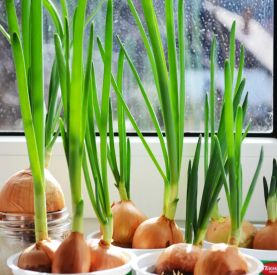Wyrzucasz cebulę, która zakiełkowała? To błąd – jak uprawiać dymkę w domu